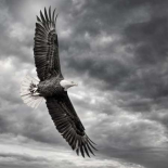 Eagle in Flight